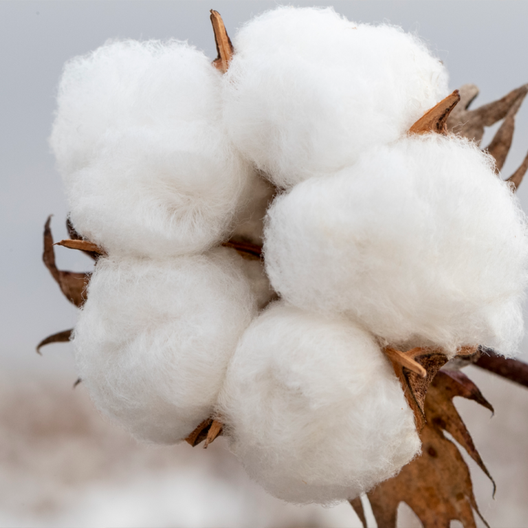 Decoding the Differences: Empowering Comparison Between Pre-Shrunk Cotton and Regular Cotton 14 Cotton
